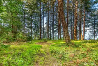 A cleared site for a possible main home in the future.