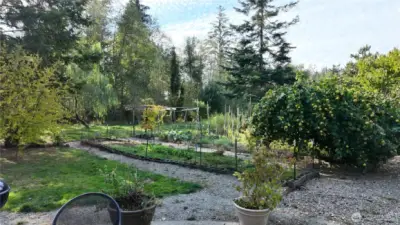 Gardeners dream. Quince fruit tree to the right.