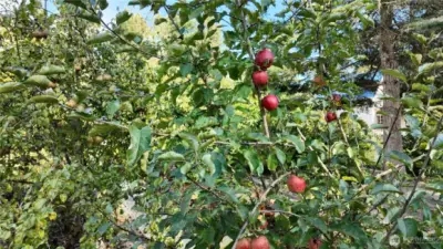 Delightful assortment of fresh, ripe apples and pears, ready for the picking.