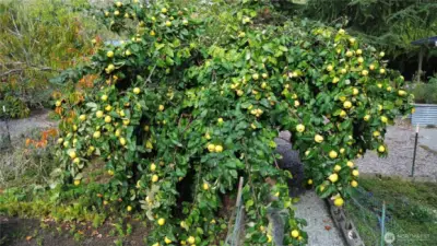 Quince-It is a deciduous tree that bears hard, aromatic bright golden-yellow pome fruit, similar in appearance to a pear.