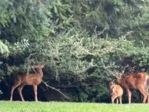 Deer in front yard