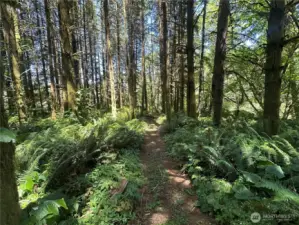 Well maintained trail through the woods to the river
