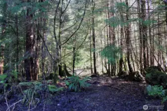 Your own private forest to explore and unlock potential.