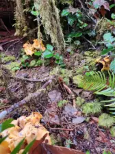 Mushrooms growing