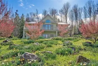 There are hundreds of daffodils planted throughout the property.