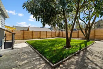 Fantastic fully fenced back yard with some fruit trees
