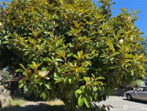 tree
