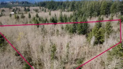 approximte property lines. Level site with a mix of Red Alder and Evergreens.