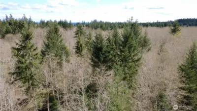 Level site with a mix of Red Alder and Evergreens.