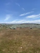 North fence line looking east