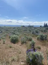 Looking West towards Mt Rainier