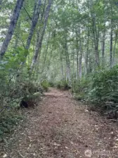 Nice marketable alder that can be easily cleared for your future farmstead or tree farm. Nice level site at west end of parcel.