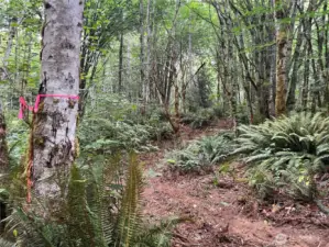 Cleared access path to explore the property along the S property line.