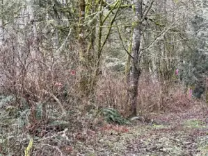 View of the approximate SW corner. Salmonberry bushes just along the access roadway with alder forest just behind them.