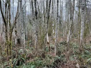 Nice marketable alder that can be easily cleared for your future farmstead or tree farm.