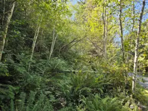 Road cut in going to the top of the property for your view.