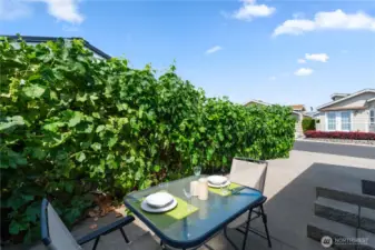 Start harvesting your own grapes!