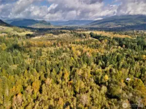 38.68 Forested Acres