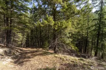 Trail to lower part of property/creek