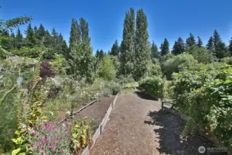 Part of your front gardens, including raspberries.