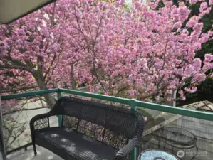 Enjoy beautiful Spring Time color right outside your deck!