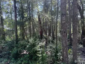 View of lot from street. Filtered lake view through the trees.