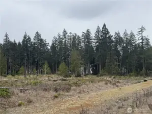 Property line is near timber