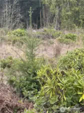 Douglas Fir Seedlings
