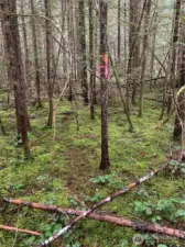 Approximate SW corner, State Forest land beyond flagged tree.