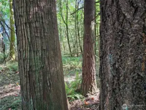 Some pretty good size fir and cedar trees