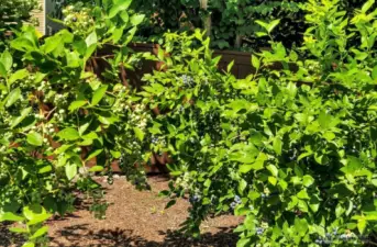 Blueberries are ripening.  Ready for picking soon.