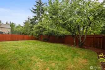 Leveled backyard with fruit trees