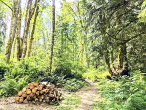 Path toward the back of the property