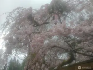 Cherry Blossoms in bloom previous year