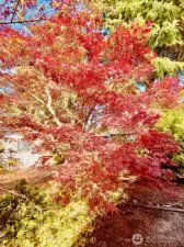 Japanese Maple