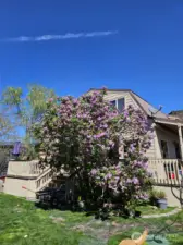 Beautiful Lilac Tree