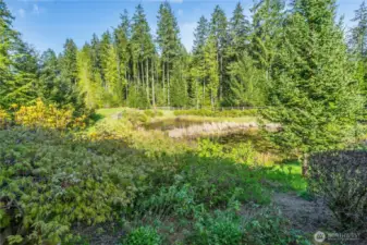 A green belt and a pond, wildlife and bird watching.