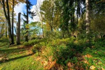 Additional lot has magical native forest