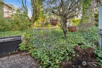 Fruit Trees at backyard