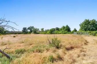 Open Pasture