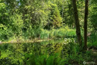Serene pond