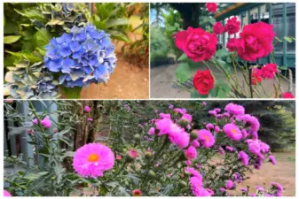 So many beautiful flowers! Seller states that something different is always in bloom year-round.
