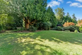 a little over 1/2 lot.