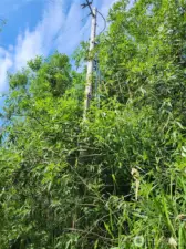 Power Pole at NE Corner of Property