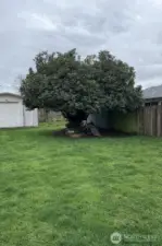 Virtual lawn staging