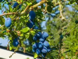 Tons of plums on the tree in the front yard!