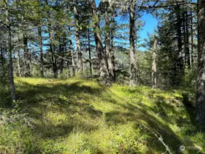 Glimpses of Turtleback Mountain