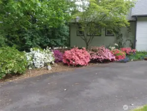 Rhodies surround the circular drive.