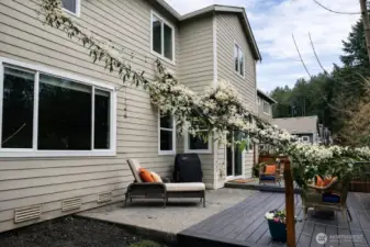 Backyard complete with patio/deck and lots of garden space.  Clematis in full bloom!