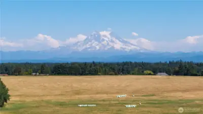 Mt. Rainier in all it's glory